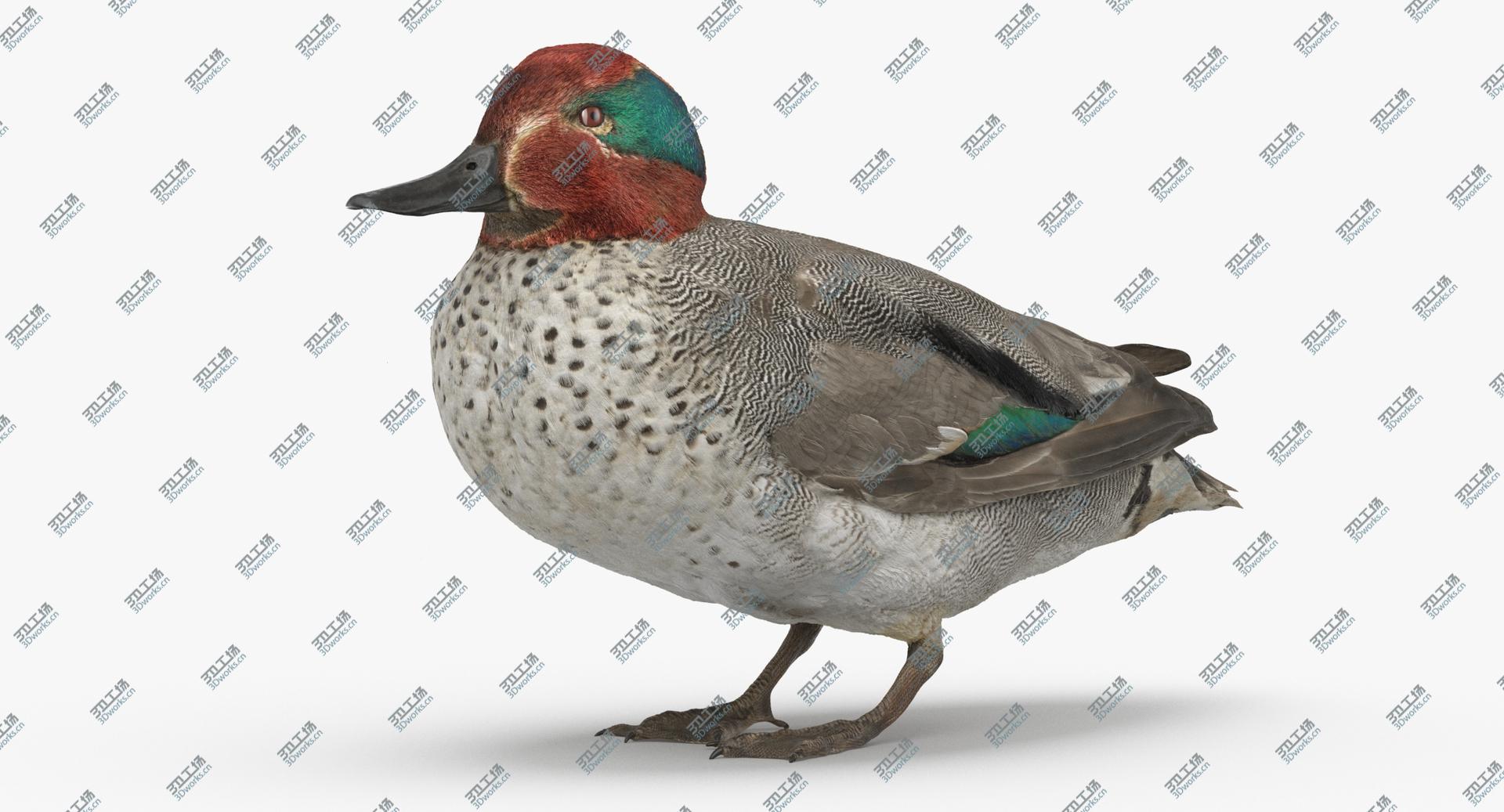 images/goods_img/202104022/Eurasian Teal ( Anas Crecca ) Male 01 3D model/4.jpg